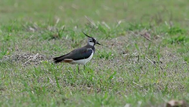 Northern Lapwing Vanellus vanellus in the wild. The bird is standing on the field looking around. Close up.