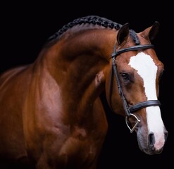 Elegant horse portrait on black backround. horse head isolated on black.
Portrait of stunning...