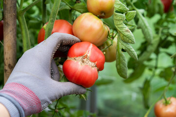 cracks on greenhouse tomato fruits, cracking of tomato skin, the problem of tomato harvest