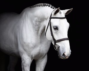 Elegant horse portrait on black backround. horse head isolated on black.
Portrait of stunning beautiful horse isolated on dark background.
 horse portrait close up on black background.studio shot .
