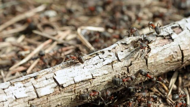 Work and life of forest ants in an anthill. The anthill is teeming with ants, close up, macro, insect diversity concept
