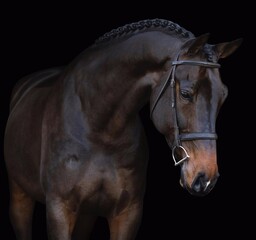 Fototapeta premium Elegant horse portrait on black backround. horse head isolated on black. Portrait of stunning beautiful horse isolated on dark background. horse portrait close up on black background.studio shot . 