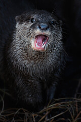 Otter (Lutra Lutra) and her cuteness and her funny face