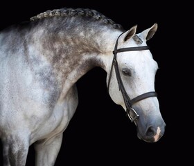 Obraz premium Elegant horse portrait on black backround. horse head isolated on black. Portrait of stunning beautiful horse isolated on dark background. horse portrait close up on black background.studio shot . 