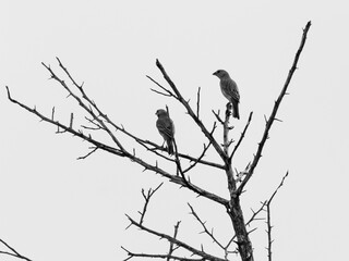 two birds on a tree black and white