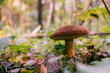 Edible, valuable mushrooms in the forest. Close-up. No one, no people.