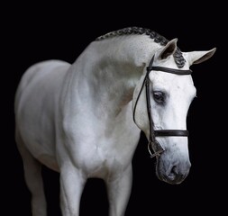 

Elegant horse portrait on black backround. horse head isolated on black.
Portrait of stunning beautiful horse isolated on dark background.
 horse portrait close up on black background.studio shot .