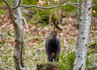 Chamois mountain goat on a cliff
