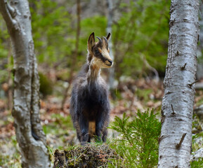 Chamois mountain goat on a cliff