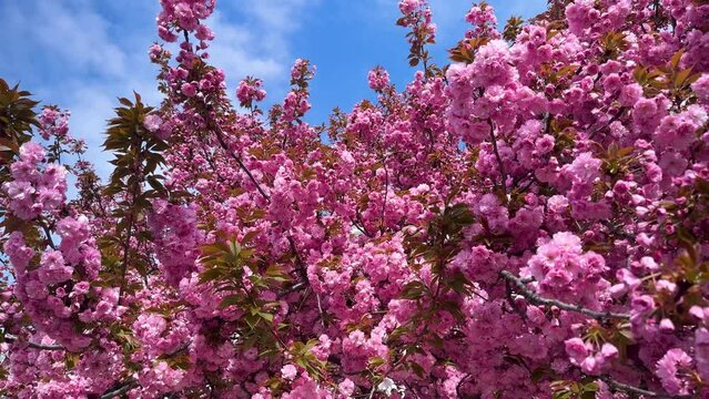 bright picturesque color of sakura, delicate petals against the background of the spring sky of Ukraine. This tree is becoming increasingly popular in Europe in cities and parks.