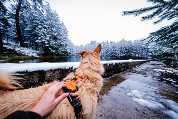 Back perspective, dog with orange harness enjoys snowy lake and forest scenery.