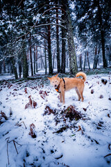 Semi-long-haired mutt, orange harness, gazes at snowy Sierra de Guadarrama scenery.