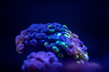 Euphyllia-Koralle in einer blauen Beleuchtung