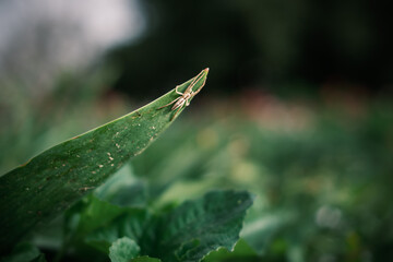 Closup Aufnahme einer Spinne auf einem Blatt vor einem unscharfen Hintergrund