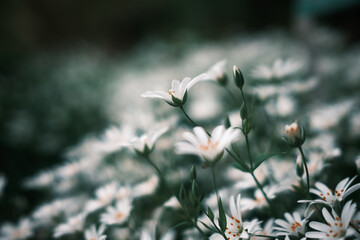 Closeup eines Feldes mit großer Sternmiere (Rabelera holostea)