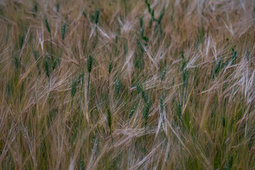 Wheat field with green and yellow grains and leaves dancing in the wind 