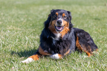 Happy Australian Shepherd Laying in the Grass, Aussie Dog Black Tri Color