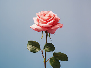 A garden rose displayed vertically against a pink background, providing space for text - obrazy, fototapety, plakaty