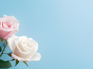 White and pink roses set against a blue wall, emphasizing minimalism, with copy space