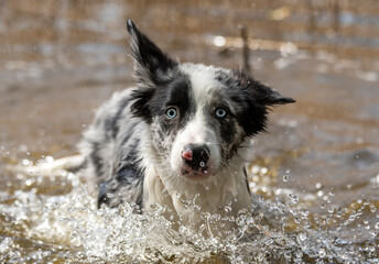pies w wodzie jezioro wiosna kąpiel plusk krople - obrazy, fototapety, plakaty