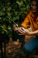 Determined female laborer meticulously harvesting grapes in the golden light of dawn
