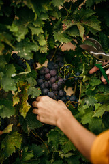 Close up of a female hand harvesting grapes in a season