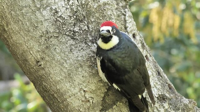 Acorn Woodpecker
(Melanerpes formicivorus) on a tree. It is a medium-sized woodpecker that lives in North, Central and partly South America.