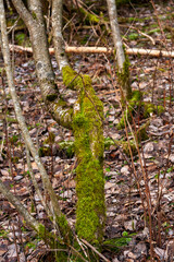 Obraz premium Lake Sognsvann, Oslo, Norway