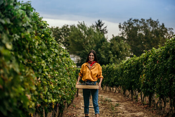 Passionate woman immersed in the timeless tradition of grape harvesting in the vineyard