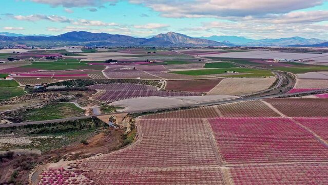 Peach blossom in Ascoy near Cieza. Videography of a blossoming of peach trees in Cieza in the Murcia region. Peach, plum and nectarine trees. Spain