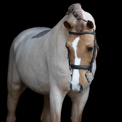 

Elegant horse portrait on black backround. horse head isolated on black.
Portrait of stunning...