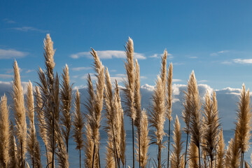 Pampas grass growing at the coast, with the ocean behind and a blue sky overhead