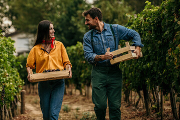 Couple working together to gather the season's bounty of grapes