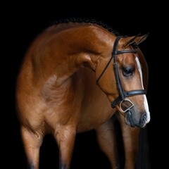 

Elegant horse portrait on black backround. horse head isolated on black.
Portrait of stunning beautiful horse isolated on dark background.
 horse portrait close up on black background.studio shot .