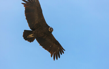 Condor