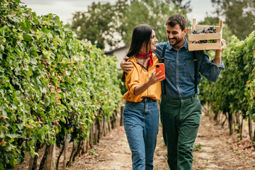 Couple meticulously inspecting grape clusters in their vineyard and using a smartphone