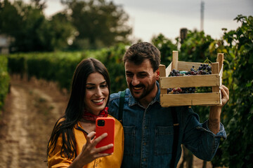 Couple meticulously inspecting grape clusters in their vineyard and using a smartphone