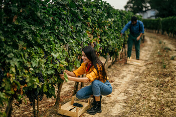 Naklejka premium A couple of workers carefully picking grapes amidst the vineyard rows. Focus on a woman