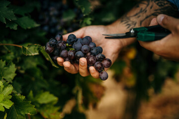 Close up of a man harvesting organic grapes