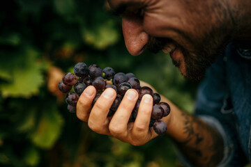 Close up of a man harvesting organic grapes