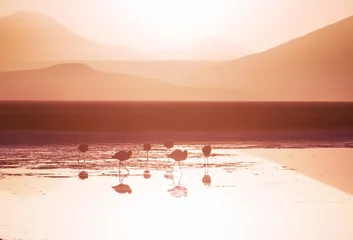 Meubelstickers Flamingo at sunset © Galyna Andrushko