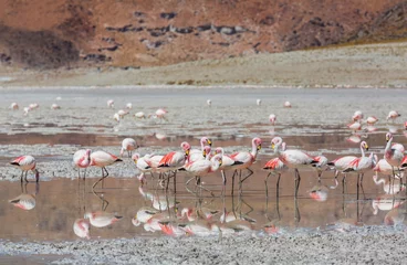 Deurstickers Flamingo in Bolivia © Galyna Andrushko