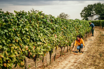 Focused woman diligently harvesting grapes amidst lush vine rows
