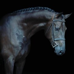 

Elegant horse portrait on black backround. horse head isolated on black.
Portrait of stunning...