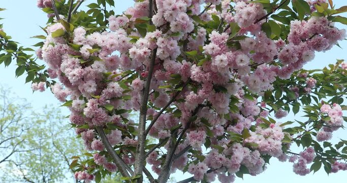 Cherry blossom - sukura - at spring