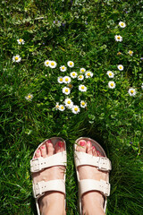 top view photo of woman feet in sandals on the grass full of daisies; summertime relaxation and connection with nature - 780120204