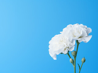 White carnation and pittosporum arranged on blue background for romantic card