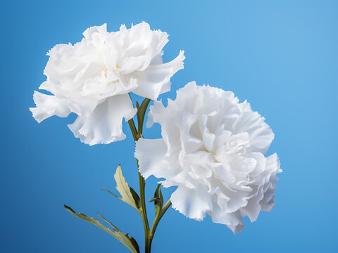 Romantic card adorned with white carnation and pittosporum on blue background