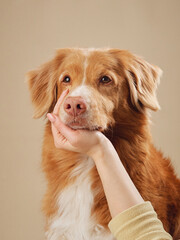 Tender moment between human and a Nova Scotia Duck Tolling Retriever dog, Gentle affection showcased against a warm beige tone - 780122279