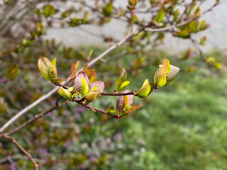 Close up of green foliage buds of tree branch, spring time